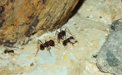 Messor cephalotes _3.jpg