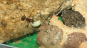 Messor cephalotes _5.jpg