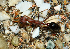 Myrmecia pavida.jpg