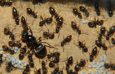 Lasius niger.jpg