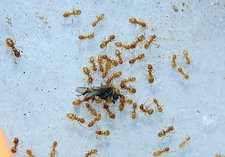 Lasius flavus.jpg