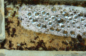 Messor cephalotes Nest_4.jpg