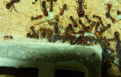 Messor cephalotes Nest_5.jpg