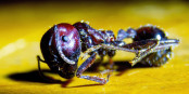 Messor cephalotes_2.jpg