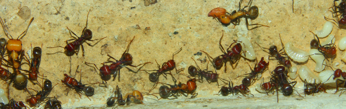 Messor cephalotes.jpg