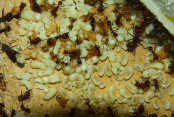 Messor cephalotes 06.12.2020_1.jpg