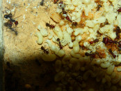 Messor cephalotes 06.12.2020_4.jpg