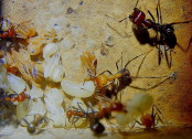 Messor cephalotes _1.jpg