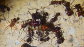 Messor cephalotes _3.jpg