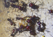 Messor cephalotes _5.jpg