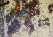 Messor cephalotes _3.jpg