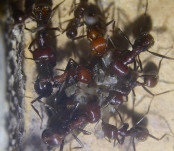 Messor cephalotes _4.jpg