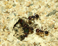 Messor barbarus.jpg