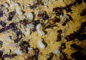 Messor cephalotes _3.jpg