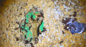 Messor cephalotes _10.jpg