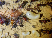 Messor cephalotes _2.jpg