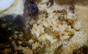 Camponotus nicobarensis _1.jpg