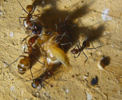 Camponotus nicobarensis.jpg