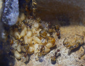 Camponotus nicobarensis_2.jpg