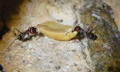 Messor cephalotes mit Erdnuss_2.jpg