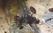 Messor cephalotes mit Fliege _1.jpg