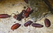 Messor cephalotes mit Fliegenpuppe _1.jpg