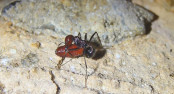 Messor cephalotes mit Fliegenpuppe _3.jpg