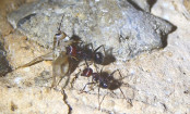 Messor cephalotes mit Heimchen _1.jpg