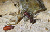 Messor cephalotes mit Heimchen _3.jpg