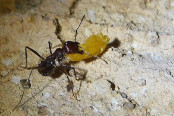 Messor cephalotes mit Eigelb_2.jpg