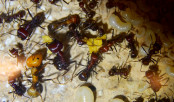 Messor cephalotes _2.jpg