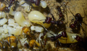 Messor cephalotes _3.jpg