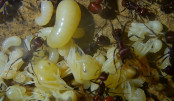 Messor cephalotes _2.jpg