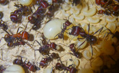 Messor cephalotes 13.04.2021_1.jpg