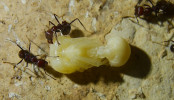 Messor cephalotes große Puppe.jpg