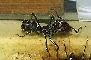 Etatomma spec.