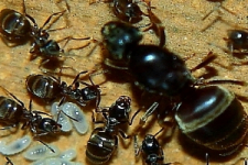 Lasius niger