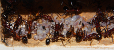 Aphaenogaster texana  5