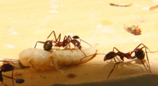 Aphaenogaster texana  6