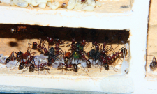 Aphaenogaster texana 04.02.2019_8