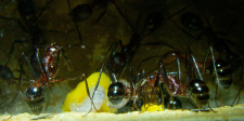 Aphaenogaster texana 09.02.2019_9