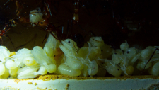 Aphaenogaster texana 09.02.2019_10