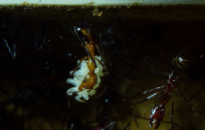 Aphaenogaster texana 09.02.2019_11