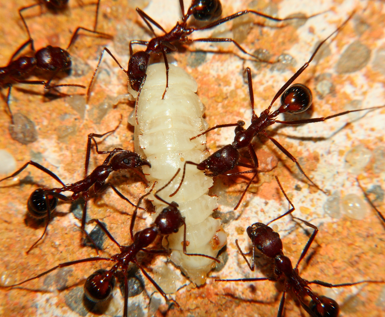 Aphaenogaster texana -1