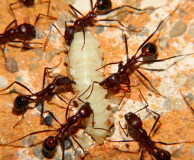 Aphaenogaster texana -1