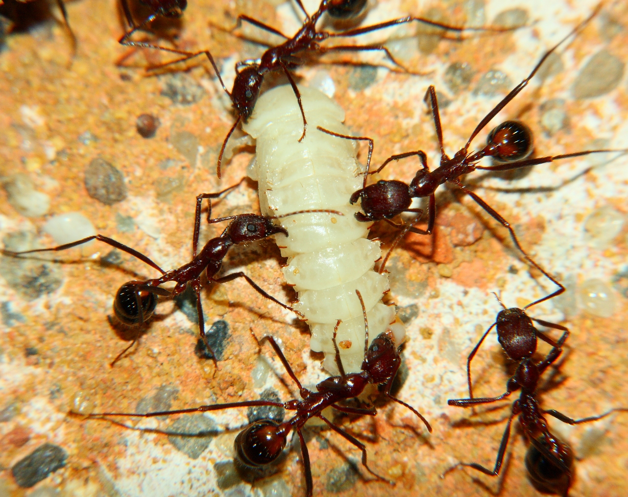 Aphaenogaster texana -2