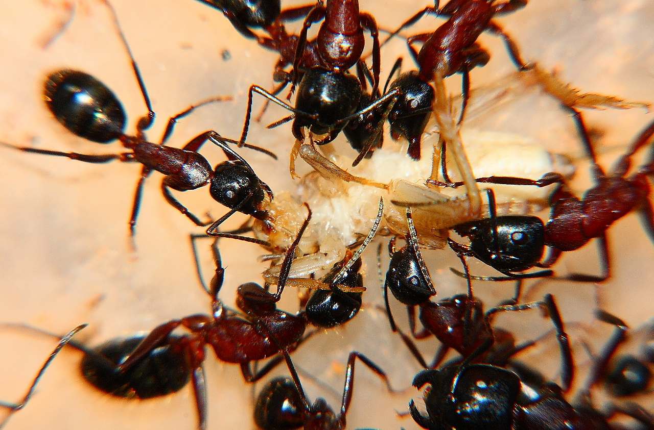 Camponotus ligniperda 11.04.2019_10