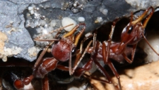 Myrmecia pavida