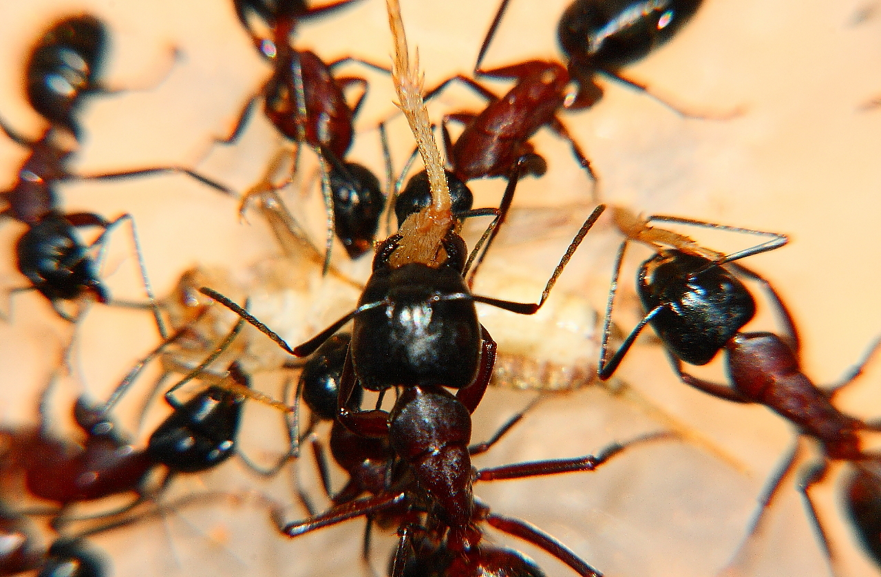 Camponotus ligniperda 11.04.2019_11