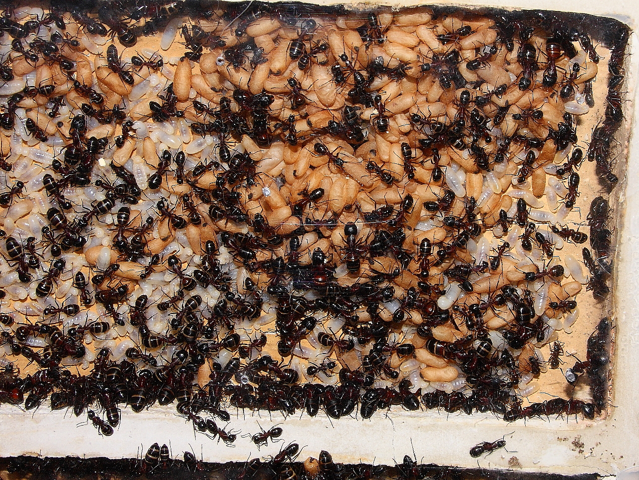 Camponotus ligniperda 21.04.2019_2